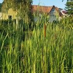 Typha angustifolia Leaf