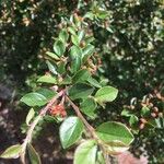 Cotoneaster integrifolius Blad