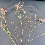 Gypsophila paniculata Habit