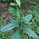 Syzygium polyanthum Leaf