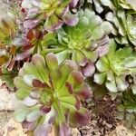 Aeonium arboreumFolio