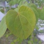 Cercidiphyllum japonicum Blatt