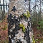 Betula pubescens Bark