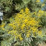 Acacia baileyana Цветок