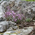 Micromeria marginata Hábito