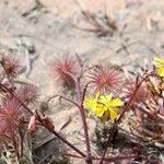 Triumfetta geoides Hábito