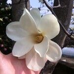 Magnolia x soulangeana Άλλα