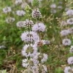 Mentha pulegium Flower