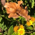 Verbesina alternifolia Flower