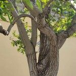 Crinodendron patagua অভ্যাস
