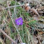 Hepatica nobilis Flower