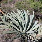 Agave palmeri Агульны выгляд