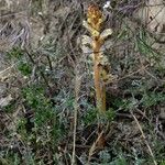 Orobanche artemisiae-campestris 形態