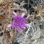 Atractylis tutinii Flor