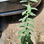 Euphorbia hirsuta পাতা