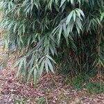 Phyllostachys sulphurea Folha