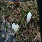 Crocus vernusBlüte