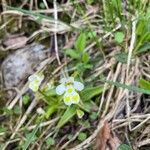 Pinguicula alpina Flor