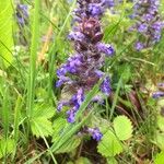 Ajuga reptansКветка