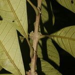 Aegiphila anomala Leaf