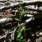 Epipactis leptochila Habit