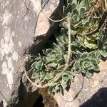 Saxifraga paniculata Blatt