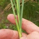 Bolboschoenus maritimus Leaf