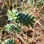 Euphorbia nicaeensisLevél