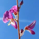 Desmodium incanum Blüte