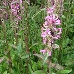 Stachys affinis Folha