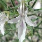 Teucrium pseudochamaepitys Květ