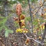 Shepherdia canadensis Лист