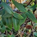 Lonicera acuminata Leaf