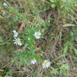 Symphyotrichum ericoidesപുഷ്പം