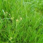 Plantago afra Прочее