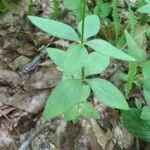 Galium circaezans Leaf