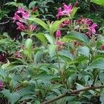 Weigela florida Лист