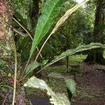 Elaphoglossum latifolium Other