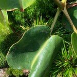 Nepenthes truncata Лист