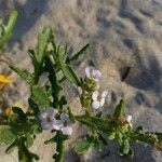 Cakile maritima 花