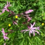 Silene flos-cuculiFloare