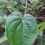 Dioscorea bulbifera Folha