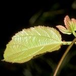 Passiflora coccinea 葉