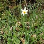 Narcissus tazetta Flor