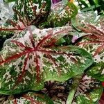 Caladium bicolor Feuille