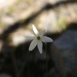 Narcissus obsoletus Blomst