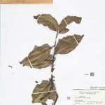 Strychnos glabra Hoja