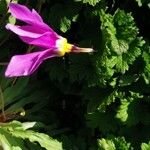 Primula pauciflora Fiore