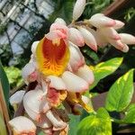 Alpinia zerumbet Flower