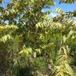 Guazuma ulmifolia Hábito